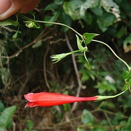 Manettia cordifolia unspecified picture