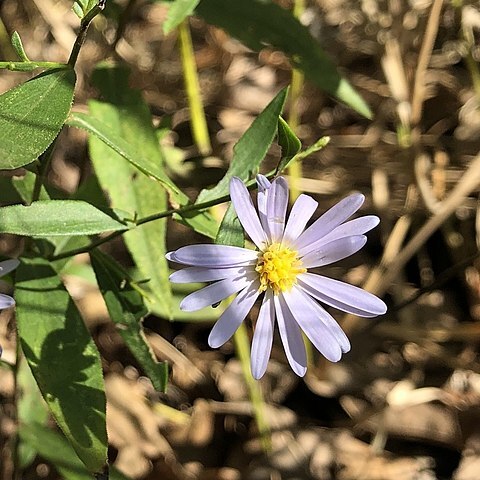 Symphyotrichum turbinellum unspecified picture