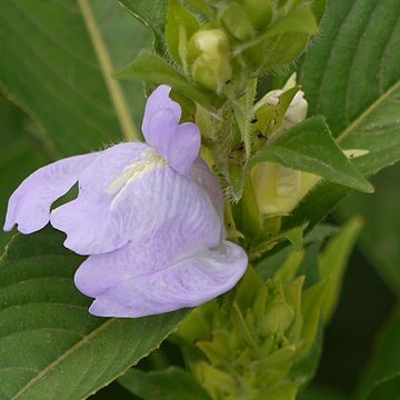 Calacanthus unspecified picture