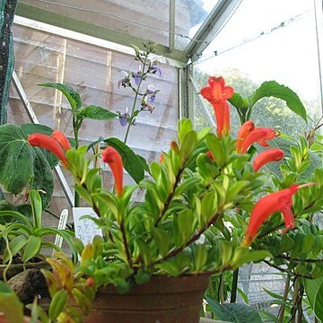 Aeschynanthus buxifolius unspecified picture