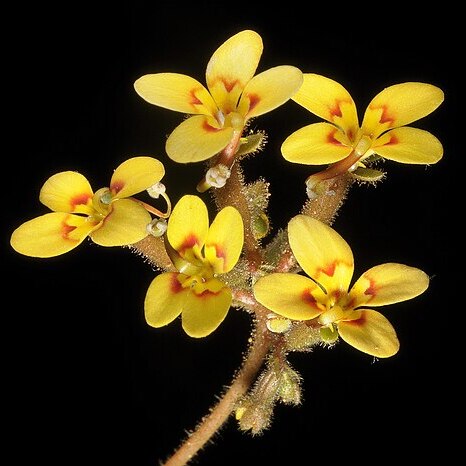 Stylidium dichotomum unspecified picture