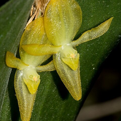 Pleurothallis apopsis unspecified picture