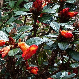 Rhododendron citriniflorum unspecified picture