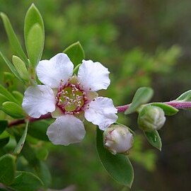 Leptospermum trinervium unspecified picture