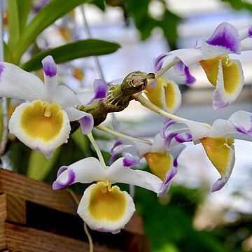 Dendrobium pendulum unspecified picture