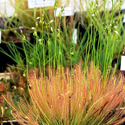 Drosera x hybrida unspecified picture