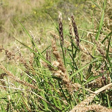 Cenchrus robustus unspecified picture