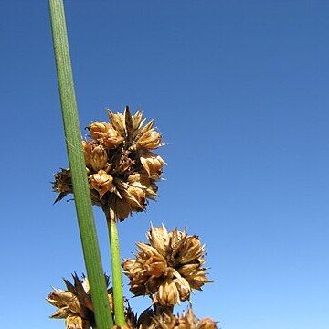 Juncus vaginatus unspecified picture