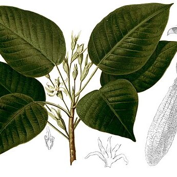 Dipterocarpus grandiflorus unspecified picture