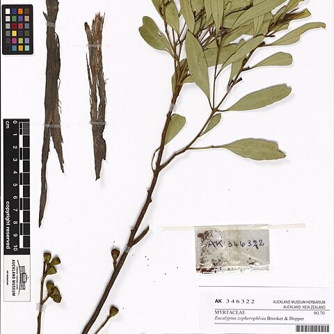 Eucalyptus zopherophloia unspecified picture