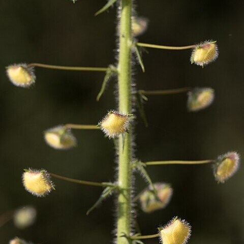 Verbascum linearilobum unspecified picture