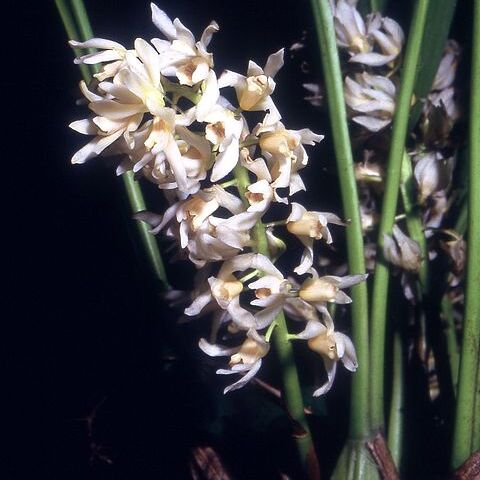 Xylobium hyacinthinum unspecified picture