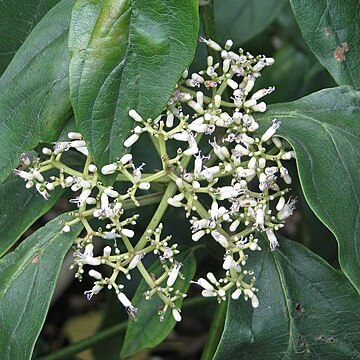 Viburnum cylindricum unspecified picture