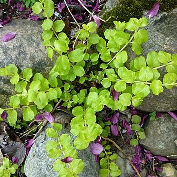 Bacopa crenata unspecified picture