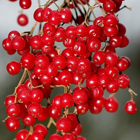 Viburnum betulifolium unspecified picture