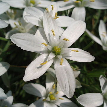 Ornithogalum unspecified picture