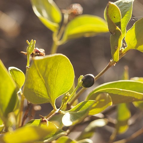 Jasminum calcareum unspecified picture