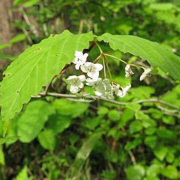 Viburnum phlebotrichum unspecified picture