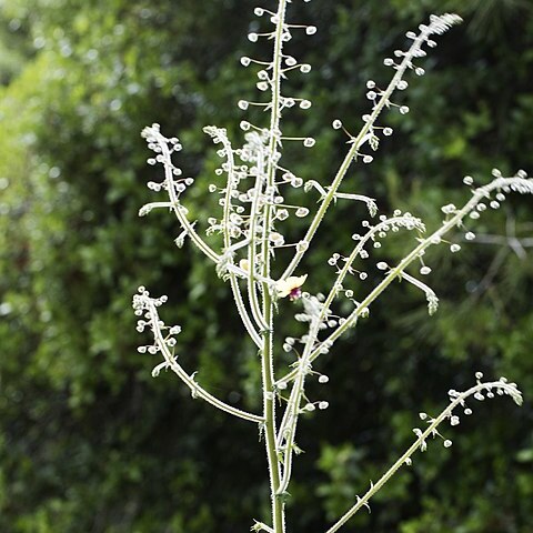 Verbascum linearilobum unspecified picture