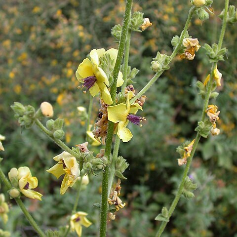 Verbascum tripolitanum unspecified picture