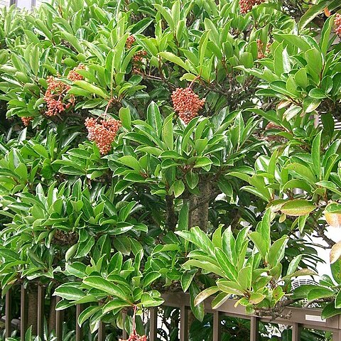 Viburnum odoratissimum var. awabuki unspecified picture