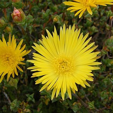 Lampranthus glaucus unspecified picture