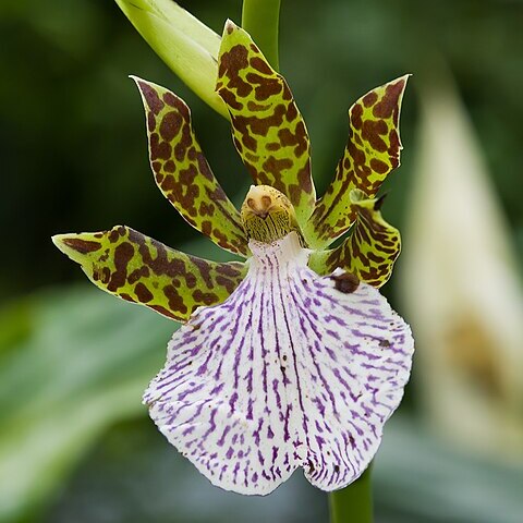 Zygopetalum crinitum unspecified picture