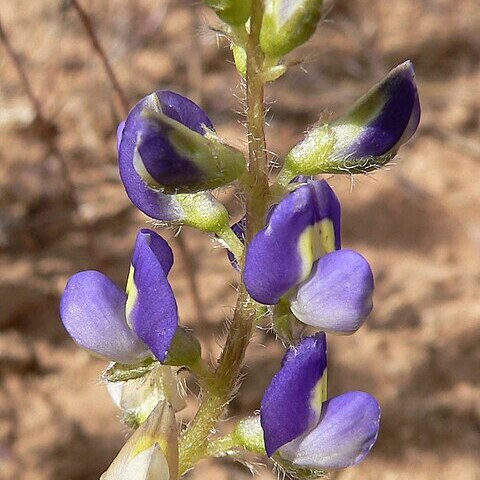 Lupinus flavoculatus unspecified picture