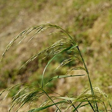 Trisetum bifidum unspecified picture