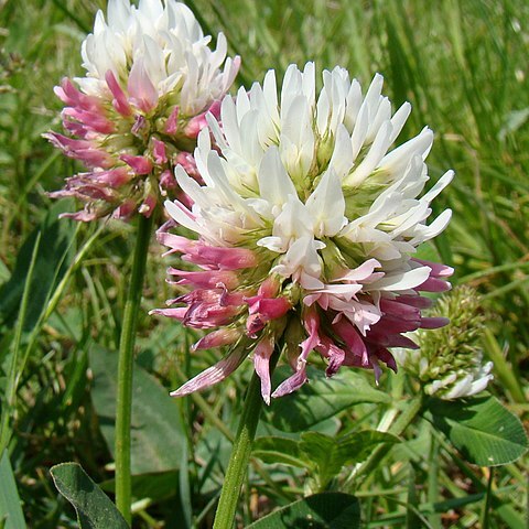 Trifolium ambiguum unspecified picture