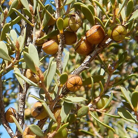 Leptospermum coriaceum unspecified picture