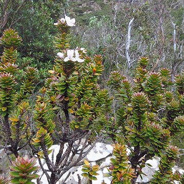 Westringia rubiifolia unspecified picture