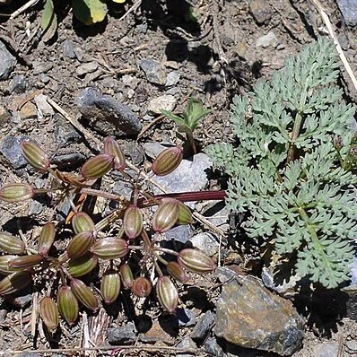 Lomatium erythrocarpum unspecified picture