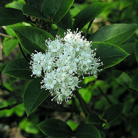 Viburnum acutifolium unspecified picture