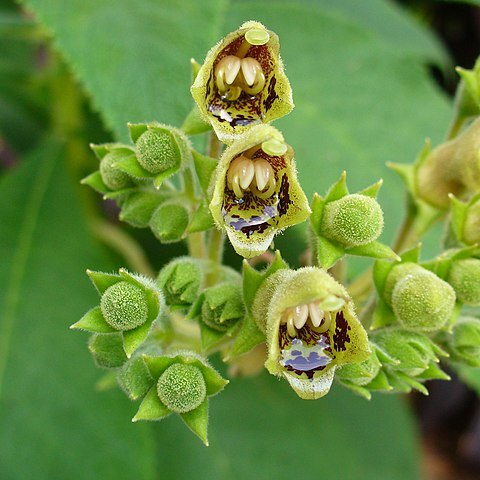 Rhytidophyllum tomentosum unspecified picture