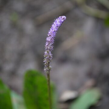 Aponogeton bruggenii unspecified picture