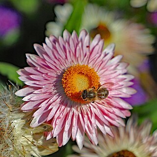 Helichrysum bracteatum unspecified picture