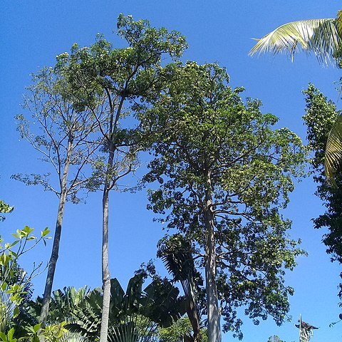 Alstonia angustifolia unspecified picture