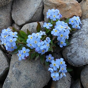 Myosotis rehsteineri unspecified picture