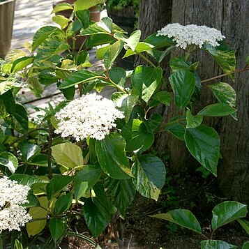 Viburnum japonicum unspecified picture