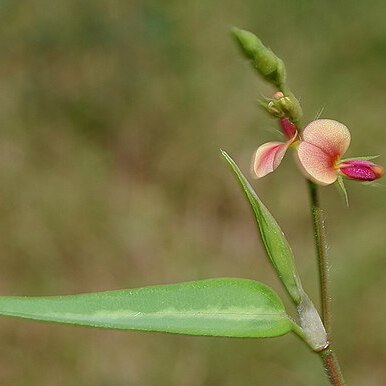 Alysicarpus longifolius unspecified picture