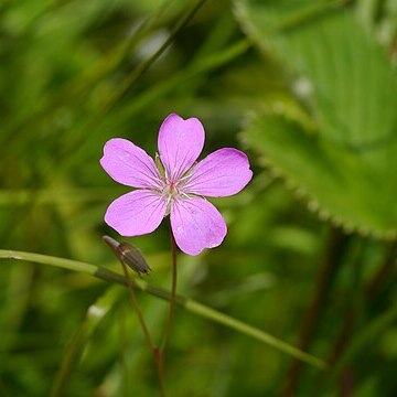 Geranium collinum unspecified picture