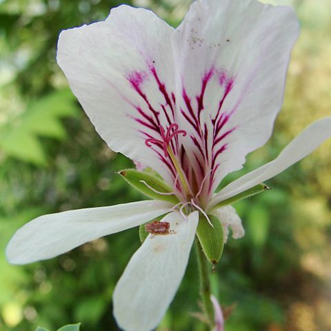 Pelargonium grandiflorum unspecified picture