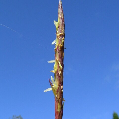 Ischaemum triticeum unspecified picture