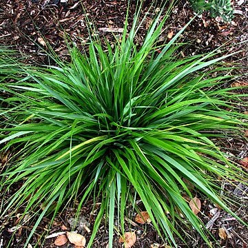 Eragrostis grandis unspecified picture