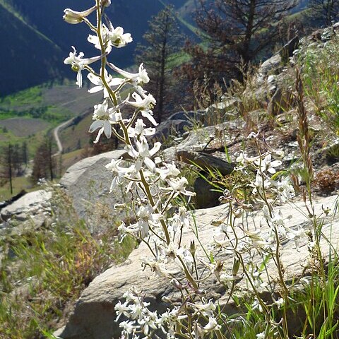 Delphinium xantholeucum unspecified picture