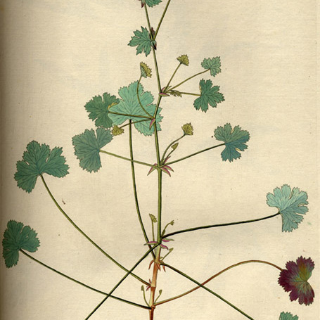 Pelargonium patulum unspecified picture