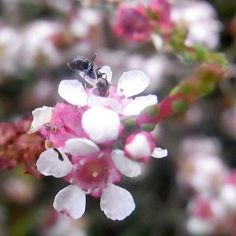 Baeckea brevifolia unspecified picture