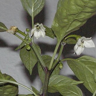 Capsicum unspecified picture