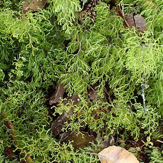 Hymenophyllum multifidum unspecified picture